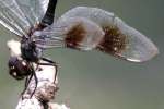 Four-spotted Pennant Dragonfly