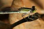 Damselfly