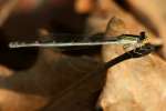 Damselfly