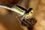 Damselfly