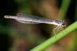 Damselfly