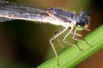 Damselfly