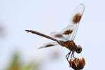 Four-spotted Pennant Dragonfly