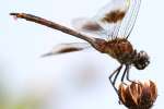 Four-spotted Pennant Dragonfly