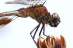 Four-spotted Pennant Dragonfly