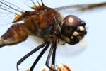 Four-spotted Pennant Dragonfly