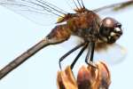 Four-spotted Pennant Dragonfly