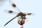 Four-spotted Pennant Dragonfly