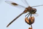 Four-spotted Pennant Dragonfly