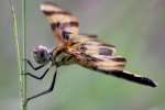 Brown-spotted Yellow-wing Dragonfly