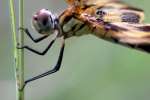 Brown-spotted Yellow-wing Dragonfly