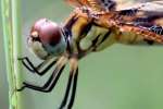 Brown-spotted Yellow-wing Dragonfly