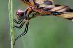 Brown-spotted Yellow-wing Dragonfly