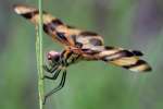 Brown-spotted Yellow-wing Dragonfly