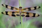 Brown-spotted Yellow-wing Dragonfly