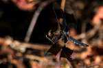 Common Whitetail Dragonfly