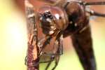 Common Whitetail Dragonfly