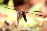 Common Whitetail Dragonfly