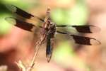 Common Whitetail Dragonfly