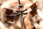 Common Whitetail Dragonfly