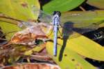 Green Clearwing / Eastern Pondhawk Dragonfly