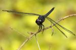 Slaty Skimmer  Dragonfly