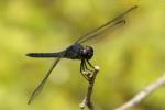 Slaty Skimmer  Dragonfly