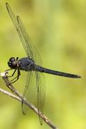 Slaty Skimmer  Dragonfly