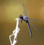 Green Clearwing / Eastern Pondhawk Dragonfly