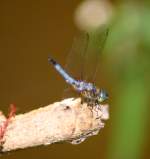 Green Darner Dragonfly