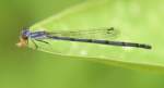 Fragile Forktail Damselfly