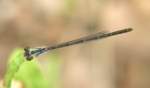 Fragile Forktail Damselfly