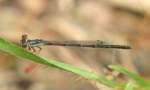 Fragile Forktail Damselfly