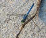 Green Clearwing / Eastern Pondhawk Dragonfly