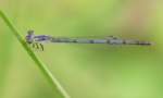 Fragile Forktail Damselfly