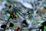 Lancet Clubtail Dragonflies Mating