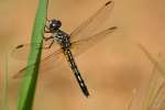 Blue Dasher Dragonfly