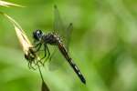 Blue Dasher Dragonfly