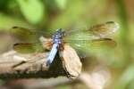 Blue Dasher Dragonfly