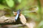 Blue Dasher Dragonfly