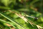 Green Clearwing / Eastern Pondhawk Dragonfly