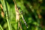 Green Clearwing / Eastern Pondhawk Dragonfly