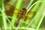 Eastern Amberwing Dragonfly