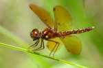 Eastern Amberwing Dragonfly