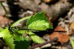 Fragile Forktail Damselfly