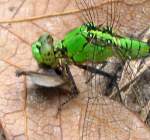 Green Clearwing / Eastern Pondhawk Dragonfly