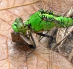 Green Clearwing / Eastern Pondhawk Dragonfly