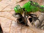 Green Clearwing / Eastern Pondhawk Dragonfly