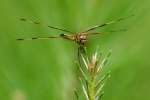 Brown-spotted Yellow-wing Dragonfly