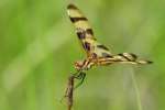 Brown-spotted Yellow-wing Dragonfly